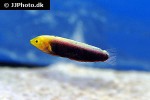 halichoeres iridis halichoeres iridis