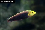 halichoeres iridis halichoeres iridis
