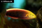 halichoeres iridis halichoeres iridis