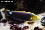 halichoeres iridis halichoeres iridis