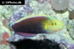 halichoeres iridis halichoeres iridis