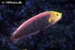 halichoeres iridis halichoeres iridis
