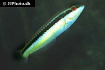 halichoeres maculipinna halichoeres maculipinna