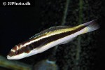 halichoeres maculipinna halichoeres maculipinna
