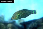 halichoeres marginatus halichoeres marginatus