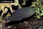 halichoeres marginatus halichoeres marginatus