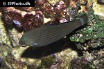 halichoeres marginatus halichoeres marginatus
