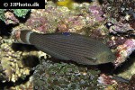 halichoeres marginatus halichoeres marginatus