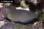 halichoeres marginatus halichoeres marginatus