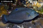 halichoeres marginatus halichoeres marginatus