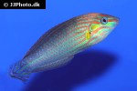 halichoeres melanurus halichoeres melanurus