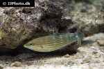 halichoeres melanurus halichoeres melanurus