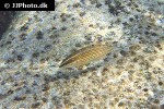halichoeres melanurus halichoeres melanurus