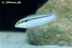 halichoeres scapularis halichoeres scapularis