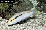 halichoeres scapularis halichoeres scapularis