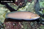 halichoeres trispilus halichoeres trispilus