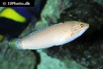 halichoeres trispilus halichoeres trispilus