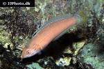 halichoeres trispilus halichoeres trispilus