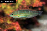 halichoeres vrolikii halichoeres vrolikii