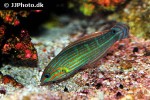 halichoeres vrolikii halichoeres vrolikii