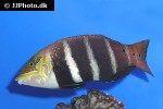 hemigymnus fasciatus hemigymnus fasciatus
