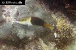 hemigymnus melapterus hemigymnus melapterus