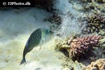 hemigymnus melapterus hemigymnus melapterus