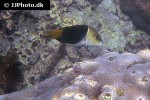 hemigymnus melapterus hemigymnus melapterus