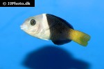hemigymnus melapterus hemigymnus melapterus