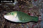 hemigymnus melapterus hemigymnus melapterus