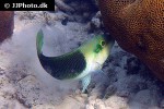 hemigymnus melapterus hemigymnus melapterus