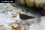 hemigymnus melapterus hemigymnus melapterus