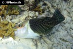 hemigymnus melapterus hemigymnus melapterus