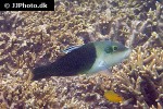 hemigymnus melapterus hemigymnus melapterus