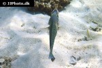 hemigymnus melapterus hemigymnus melapterus