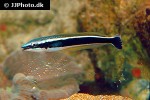 hologymnosus annulatus hologymnosus annulatus