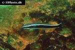 hologymnosus annulatus hologymnosus annulatus