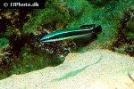 hologymnosus annulatus hologymnosus annulatus