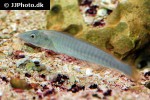 hologymnosus doliatus hologymnosus doliatus