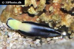 labroides bicolor labroides bicolor