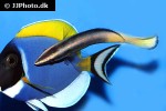 labroides bicolor labroides bicolor