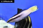 labroides bicolor labroides bicolor