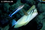 labroides dimidiatus labroides dimidiatus