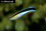 labroides dimidiatus labroides dimidiatus