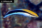 labroides dimidiatus labroides dimidiatus