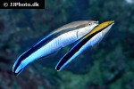 labroides dimidiatus labroides dimidiatus