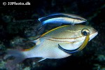 labroides dimidiatus labroides dimidiatus