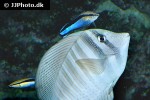 labroides dimidiatus labroides dimidiatus