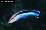 labroides dimidiatus labroides dimidiatus
