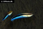 labroides dimidiatus labroides dimidiatus